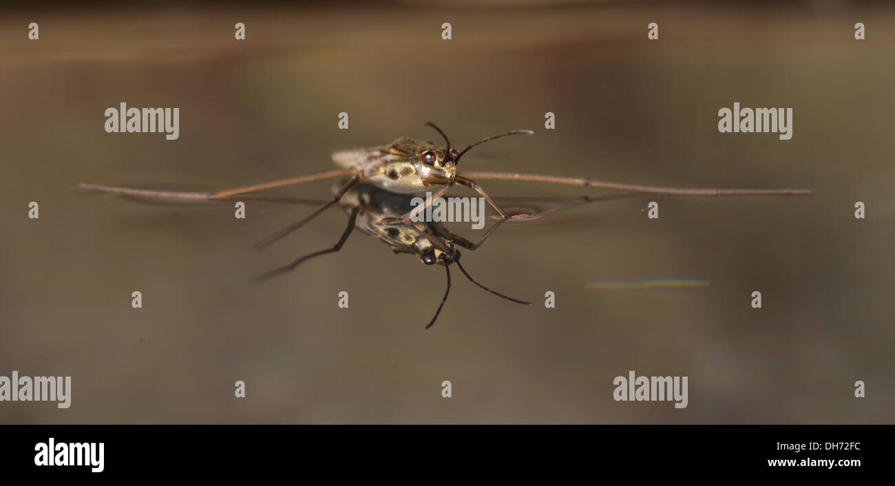 Un patineur ou étang Water Strider sur l'eau. Prises à l'aquarium et puis libérés indemnes. Banque D'Images