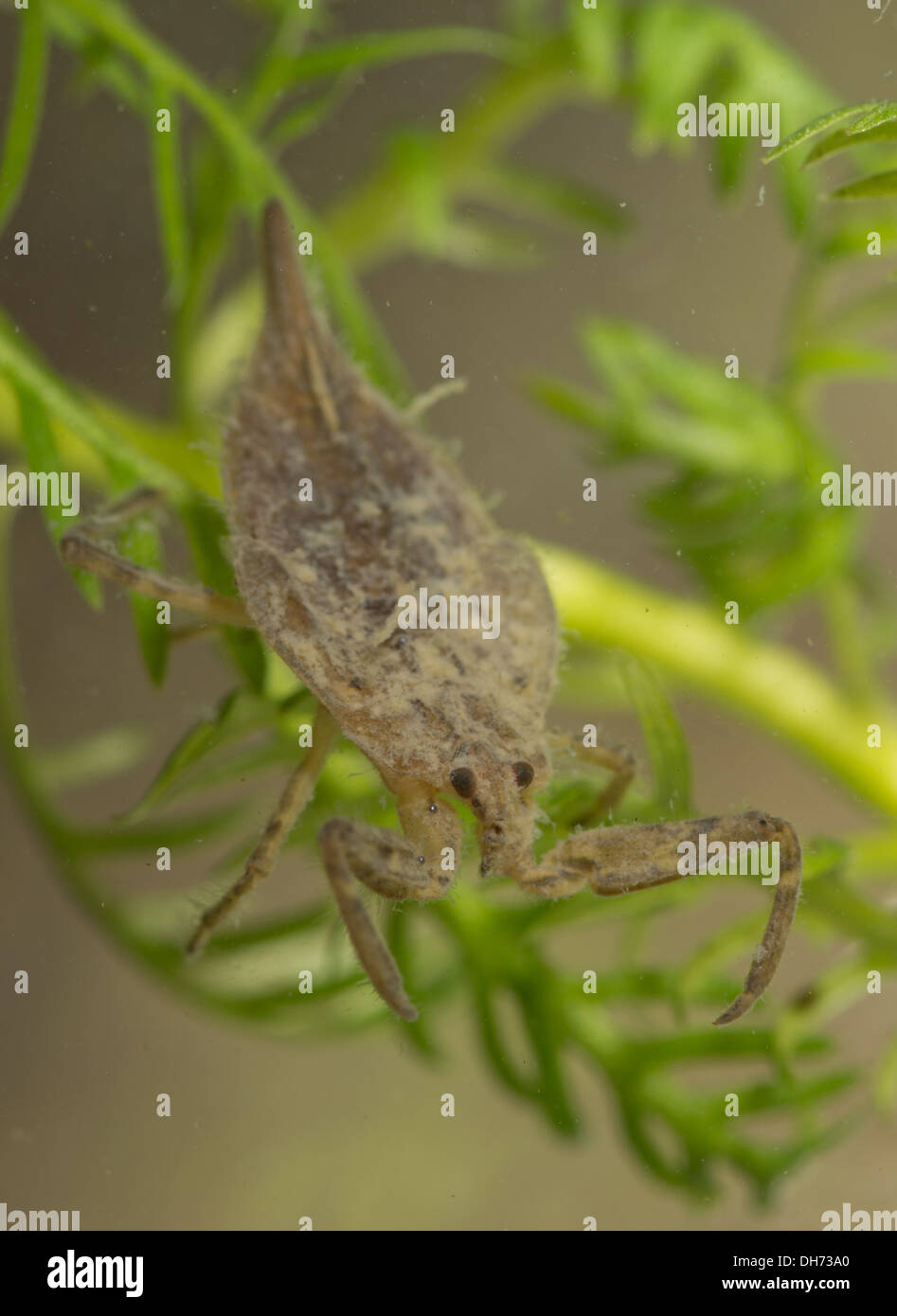 Nepa cinerea scorpion eau nymphe ater. Pris dans un aquarium photographique et retournés à l'état sauvage indemne Banque D'Images