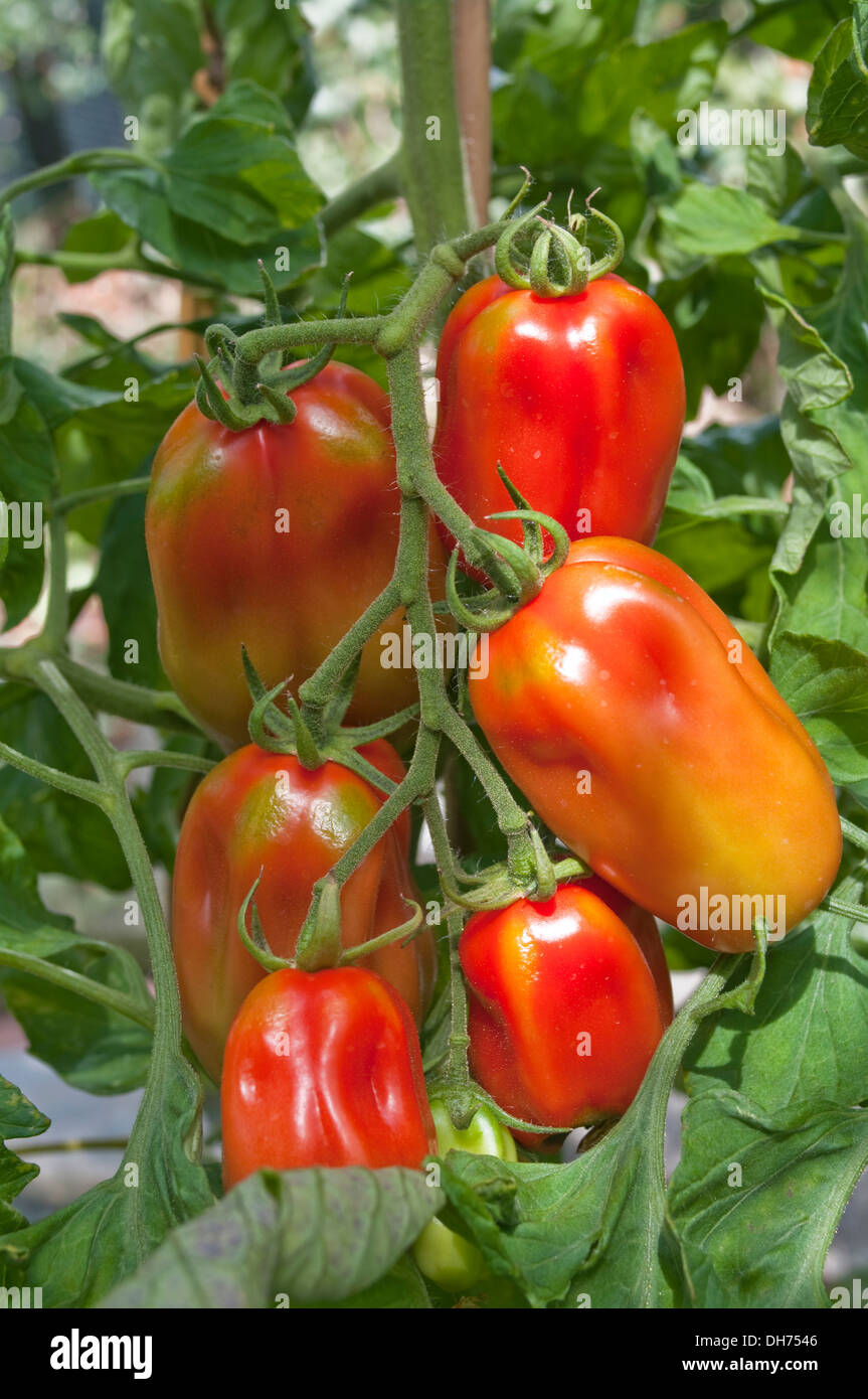 Truss de 6 grandes tomates San Marzano le mûrissement sur vigne dans les émissions, en Angleterre, Royaume-Uni Banque D'Images