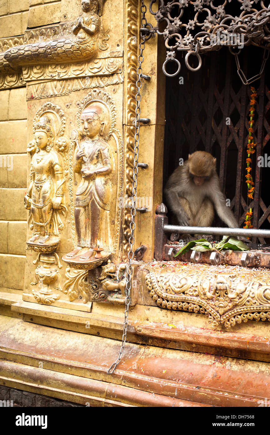 Monkey dans le sanctuaire bouddhiste Swayambhunath Stupa. Monkey Temple du Népal, Kathmandu Banque D'Images