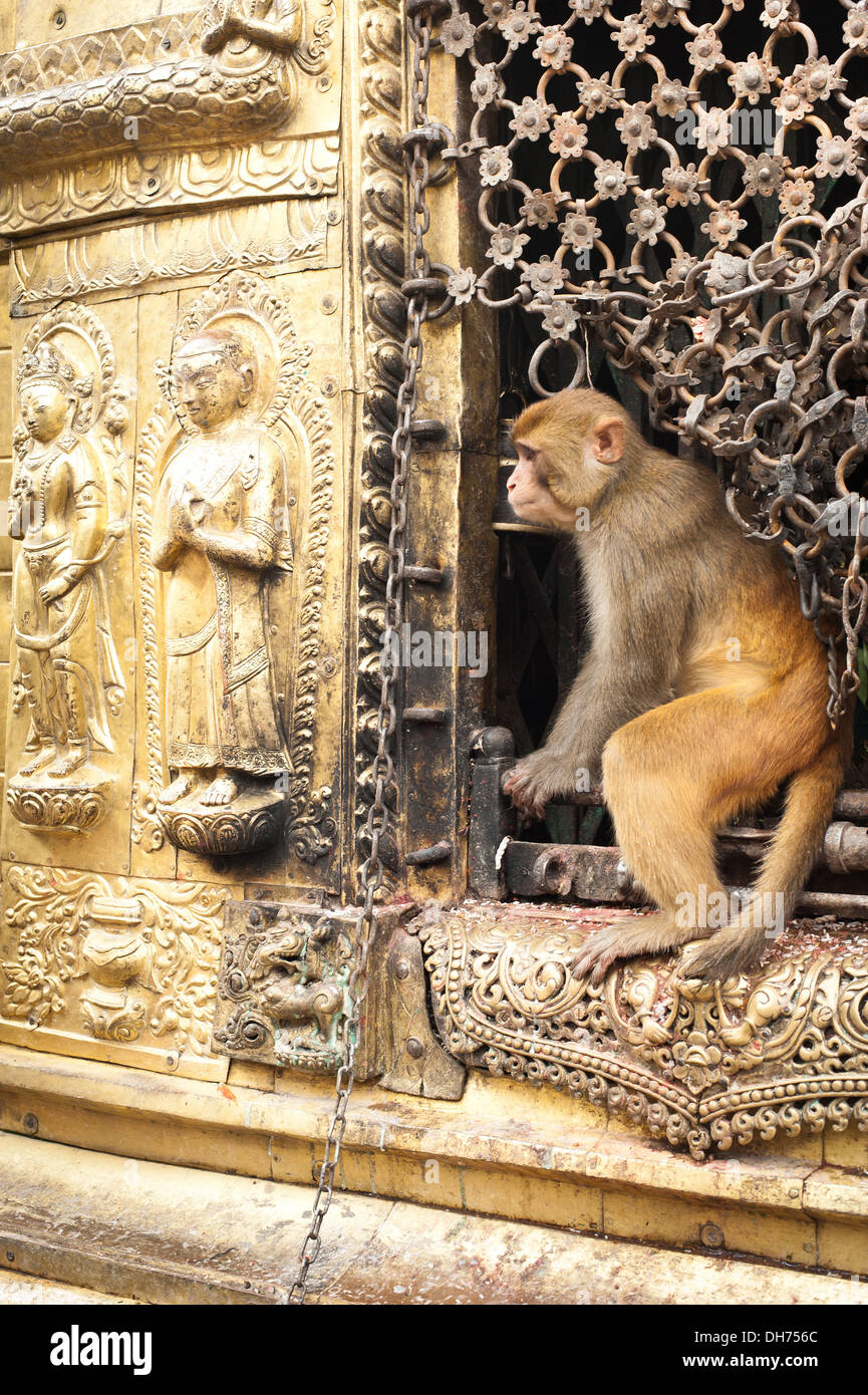 Monkey dans le sanctuaire bouddhiste Swayambhunath Stupa. Monkey Temple du Népal, Kathmandu Banque D'Images