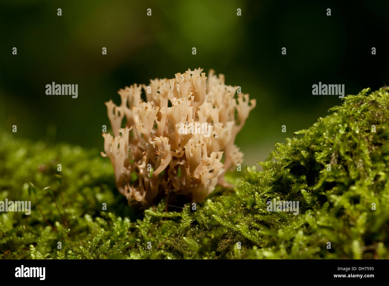 Corail champignon non comestible(Ramaria stricta) sur mousse Banque D'Images