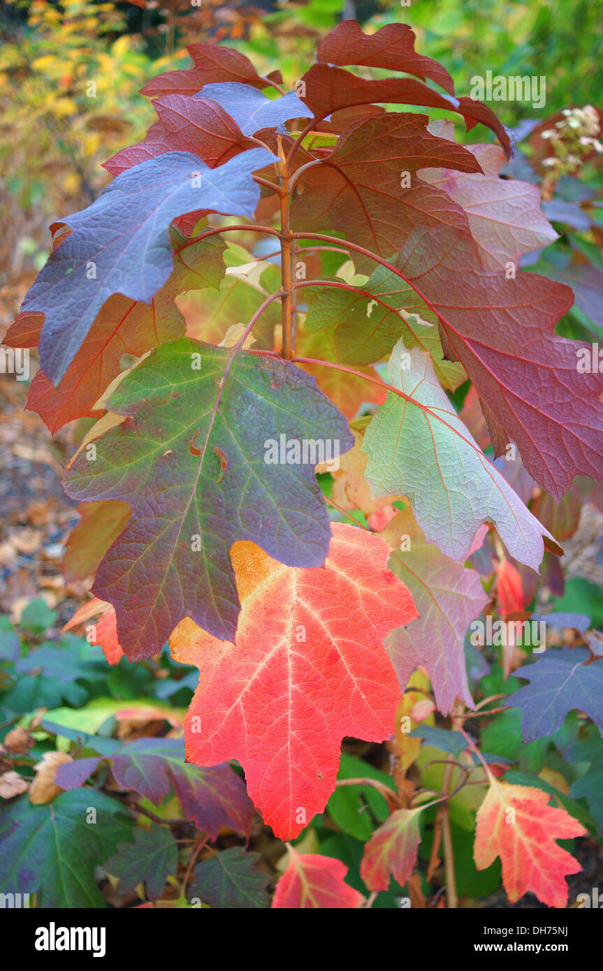 L'Hydrangea quercifolia feuilles automne multicolore Sikes dwarf Banque D'Images