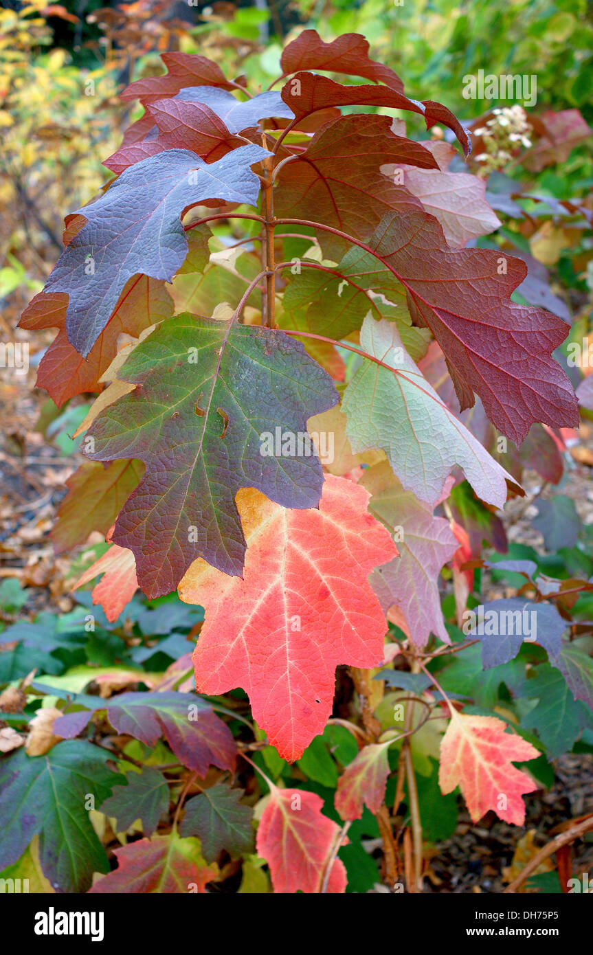 L'Hydrangea quercifolia feuilles automne multicolore Sikes dwarf Banque D'Images