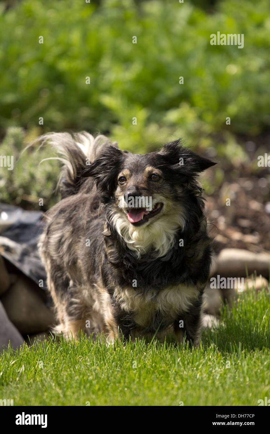 Mixed breed dog dans un parc avec de l'herbe bien verte et arbustes Banque D'Images