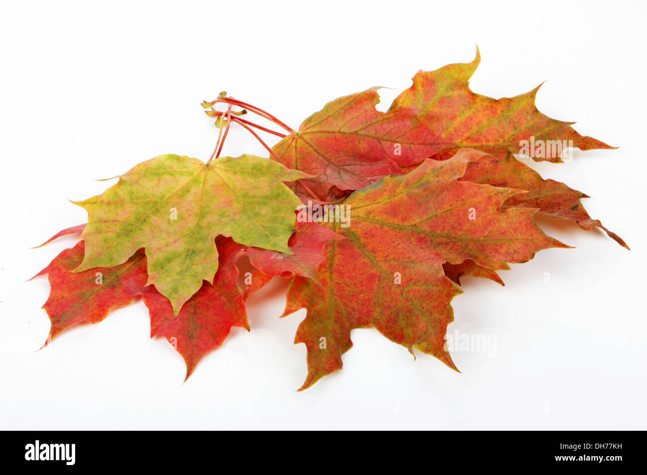 Automne feuilles isolées sur fond blanc Banque D'Images