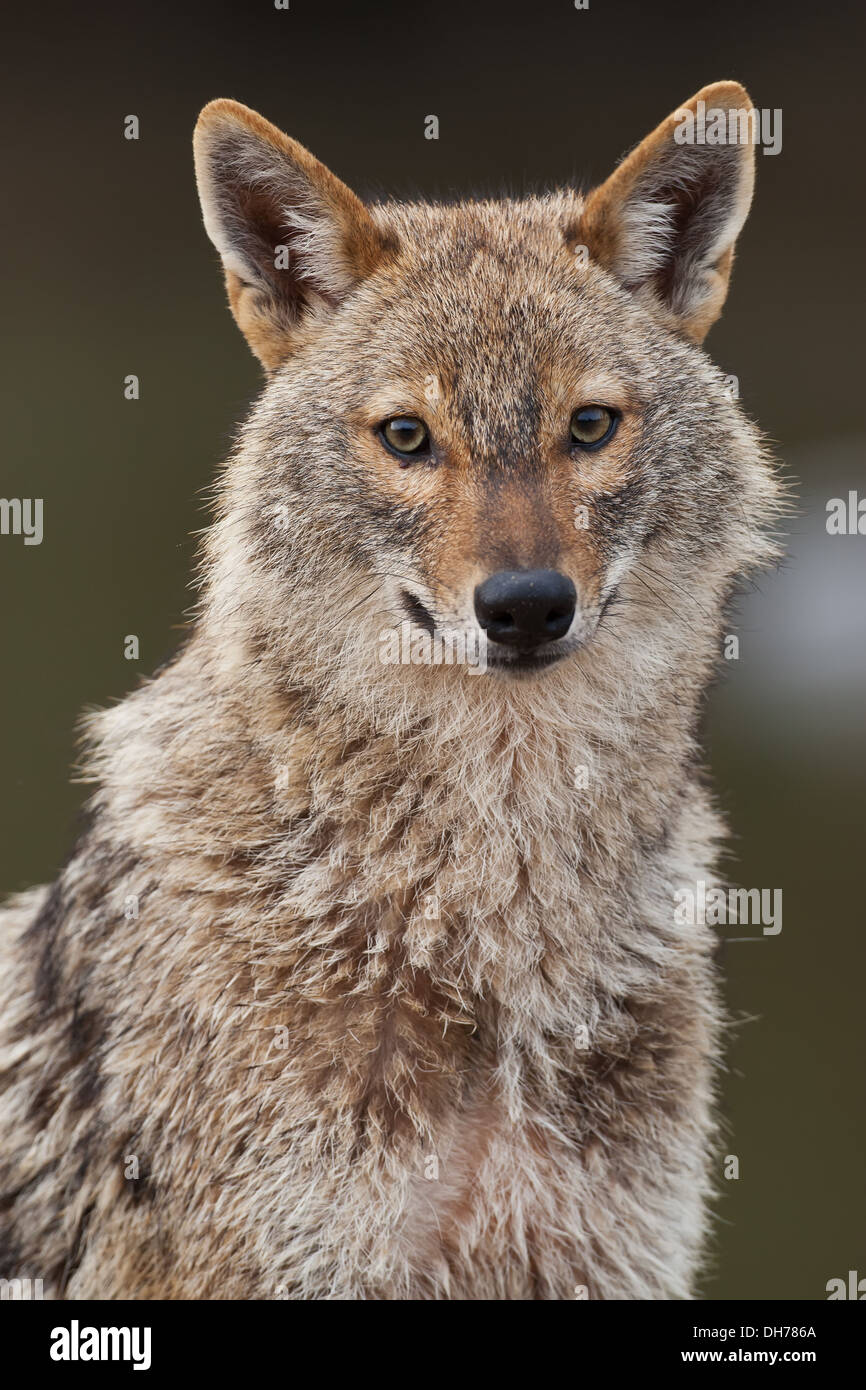 Le chacal doré, Canis aureus, le Chacal Banque D'Images