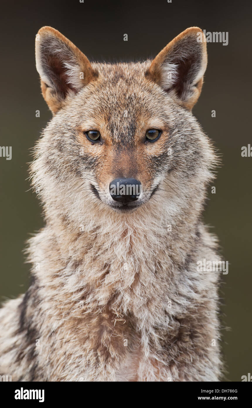 Le chacal doré, Canis aureus, Chacal, Banque D'Images