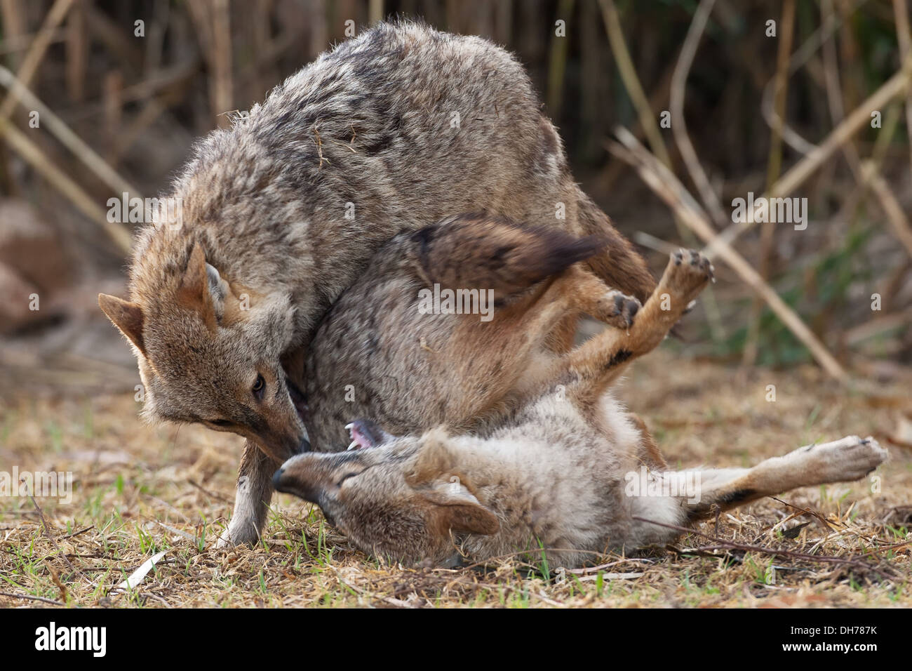 Le chacal doré, Canis aureus, Chacal, Banque D'Images