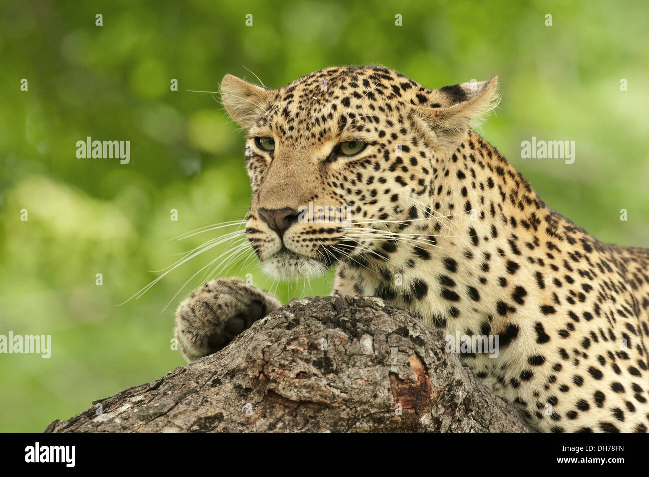 Big 5, la faune africaine, Léopard, Panthera pardus Banque D'Images