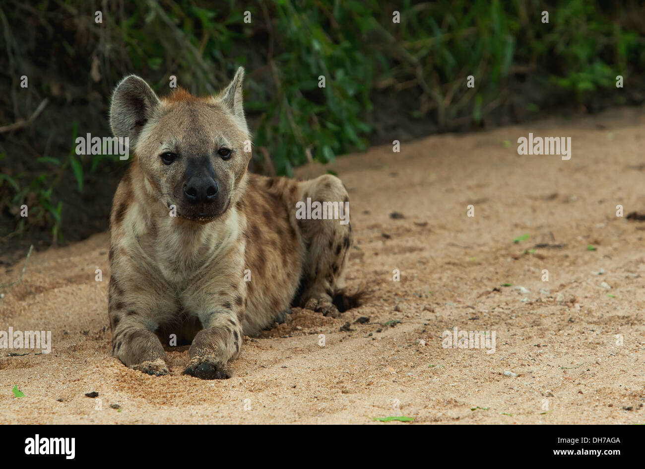 L'hyène tachetée, Crocuta crocuta hyène, Banque D'Images