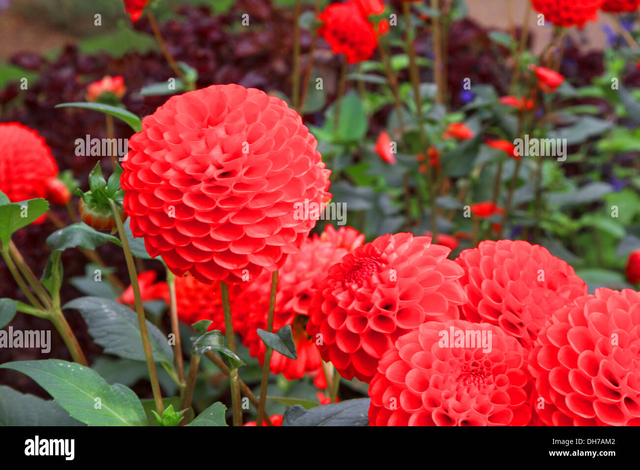 Un spectacle de vaillants Carstone Dahlias Banque D'Images