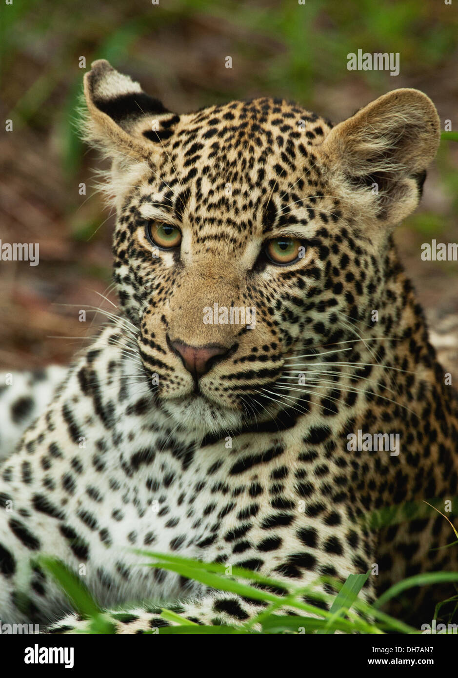 Léopard, Panthera pardus, Panthera Banque D'Images