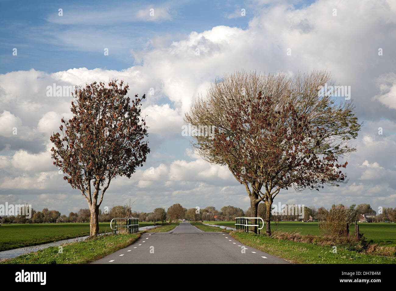 Tout droit la Route des polders avec pont de frênes, Streefkerk, Hollande méridionale, Pays-Bas Banque D'Images