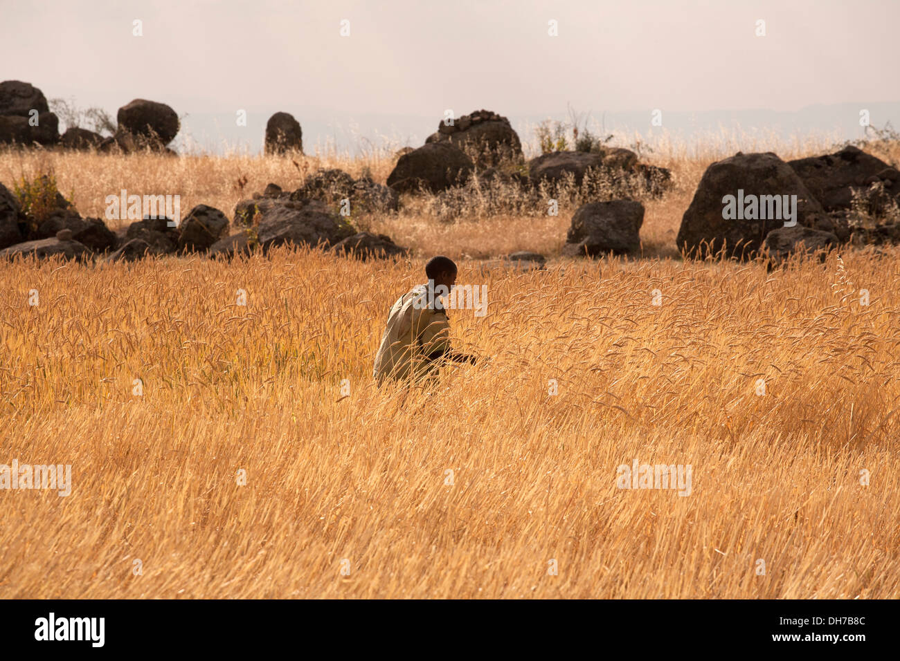 Un homme travaillant dans un champ de blé près de Lalibela, Éthiopie Banque D'Images