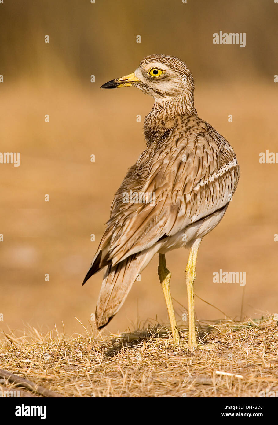 Burhinidae Banque D'Images