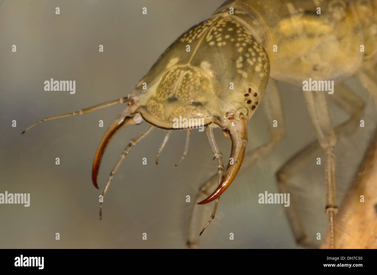 Une grande larve du plongée sous-marine à proximité. Pris dans un aquarium photographique et retournés à l'état sauvage indemne Banque D'Images