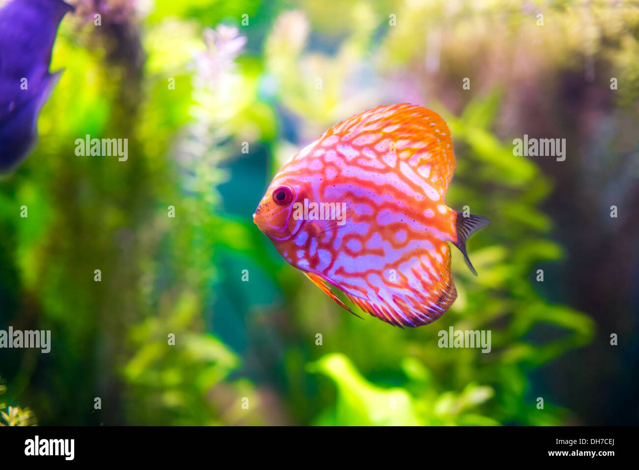 Symphysodon discus dans un aquarium sur un fond vert Banque D'Images