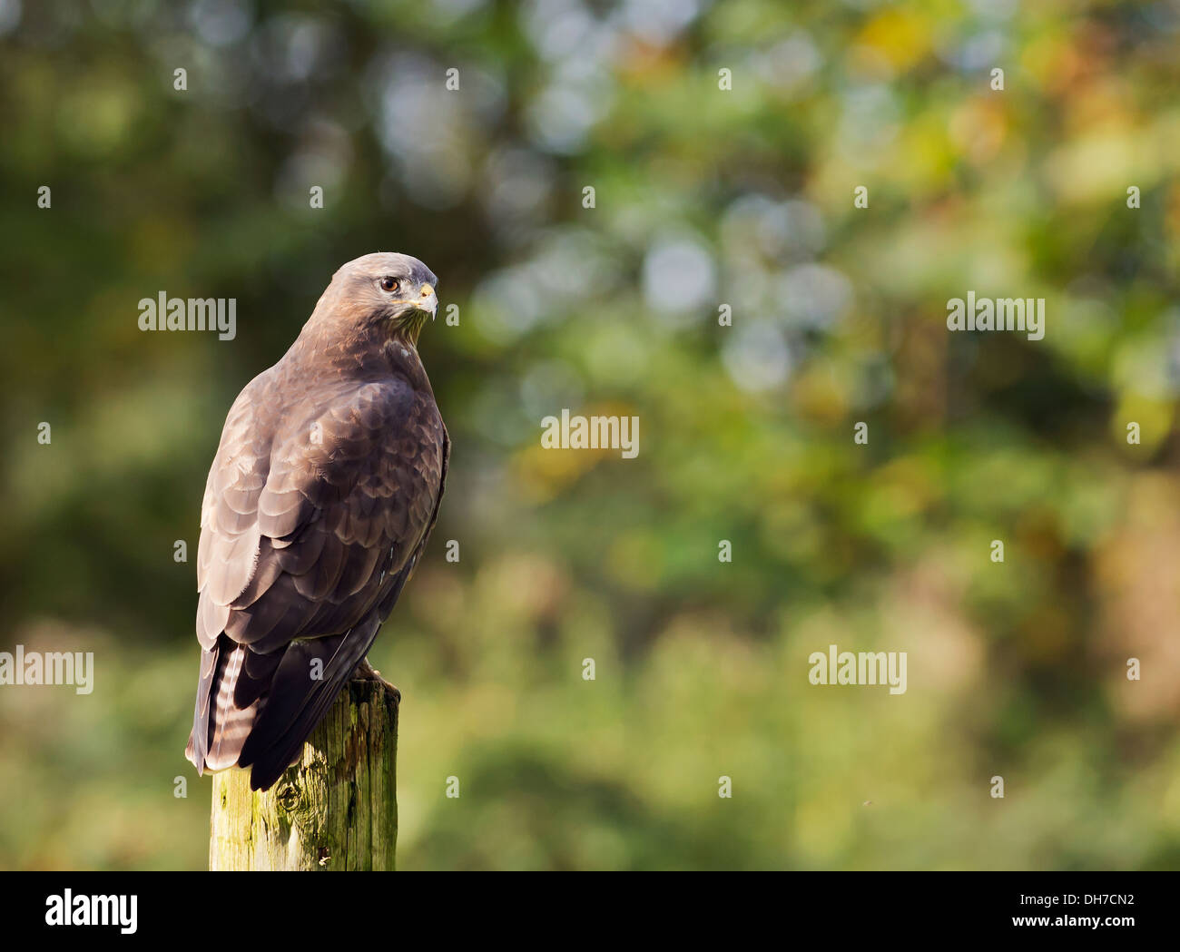 Wild Buse variable, Buteo buteo posés sur des post Banque D'Images