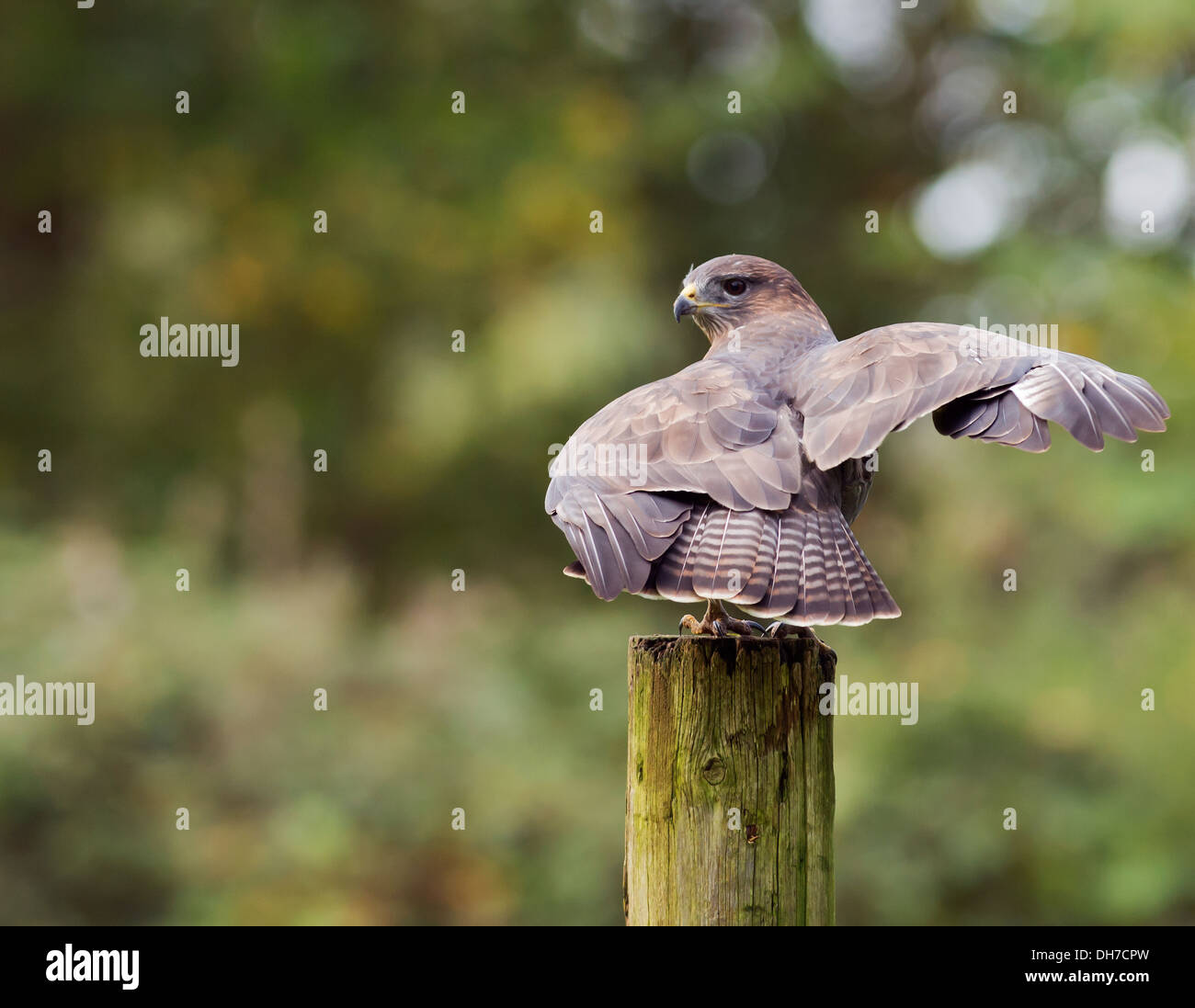 Wild Buse variable, Buteo buteo posés sur des post Banque D'Images