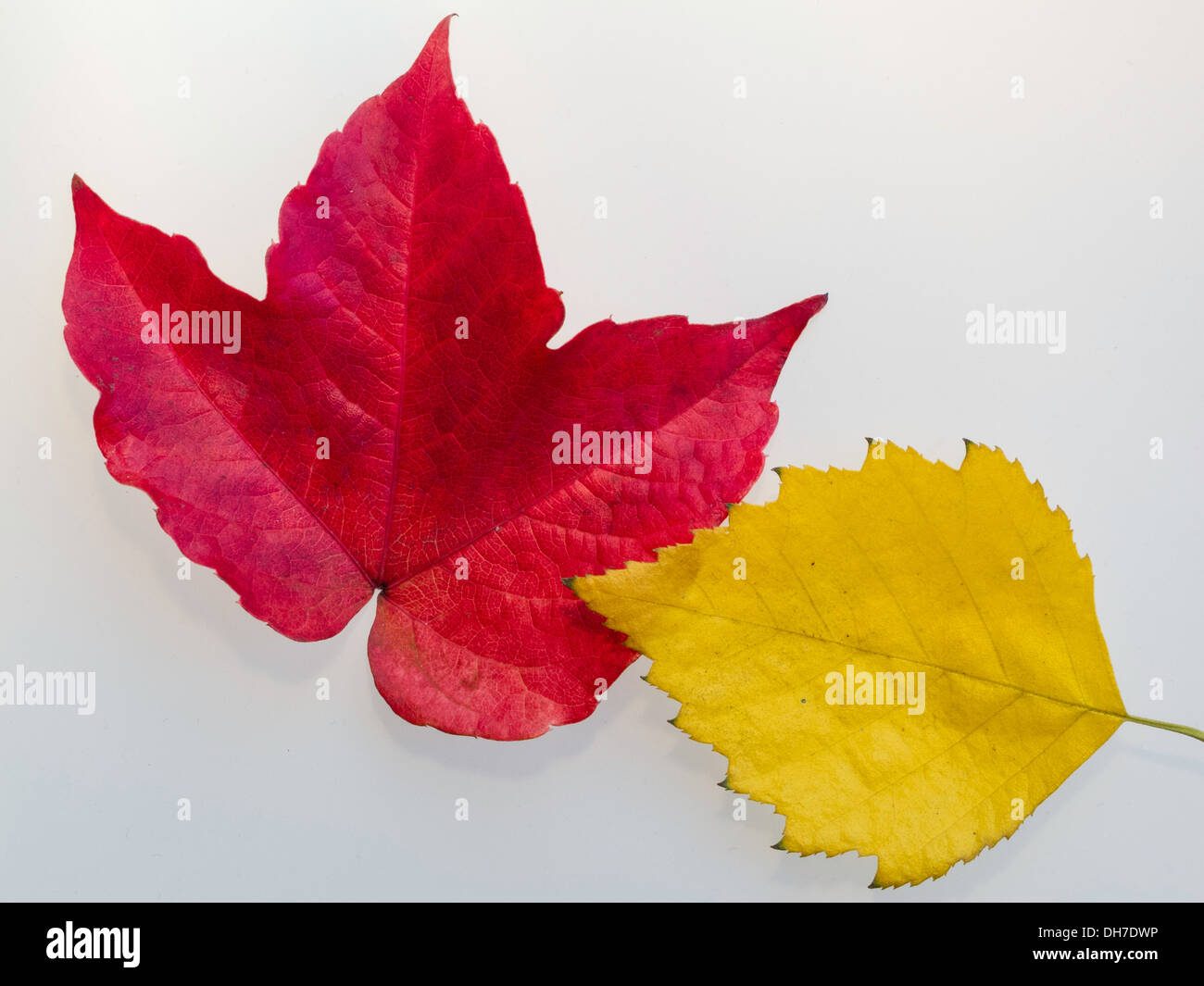 Feuilles d'automne jaune et rouge sur fond blanc Banque D'Images