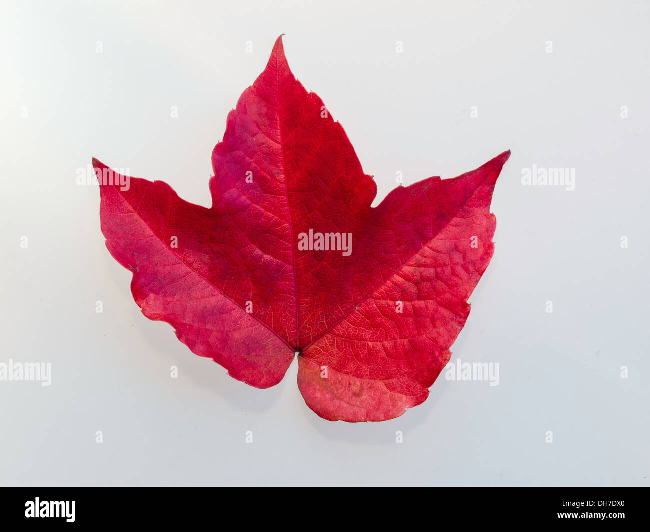 Des feuilles d'automne rouge sur fond blanc Banque D'Images