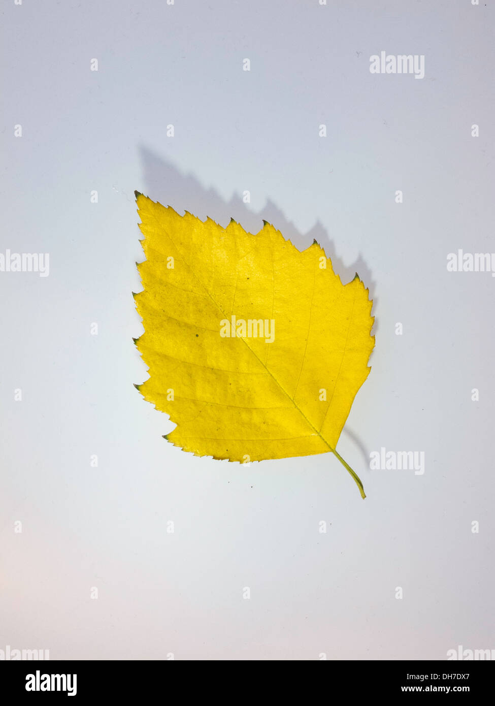 Des feuilles d'automne jaune sur fond blanc Banque D'Images