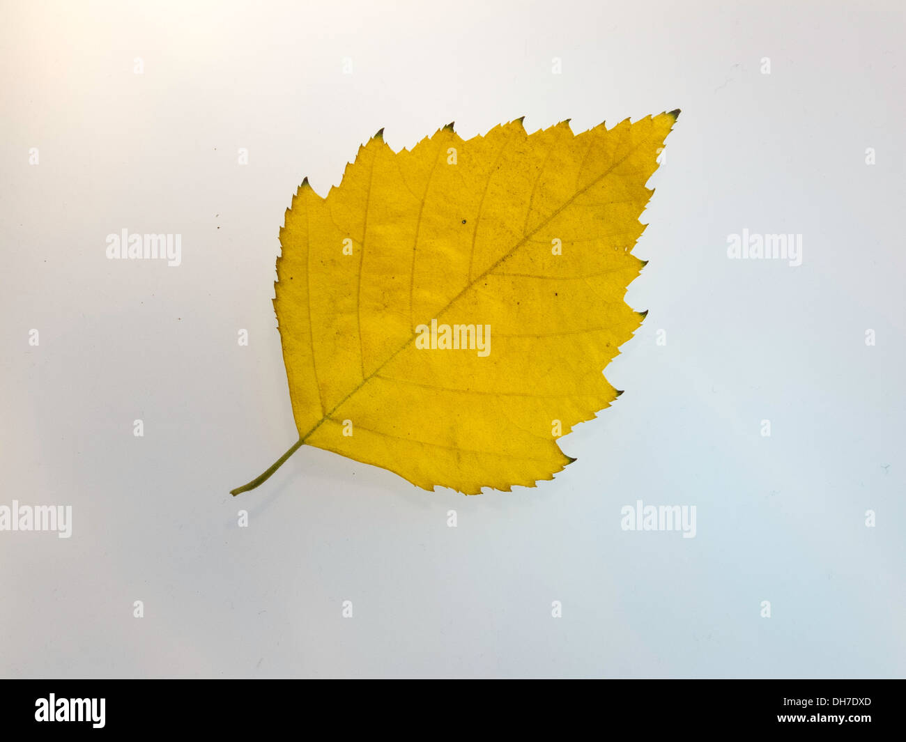 Des feuilles d'automne jaune sur fond blanc Banque D'Images