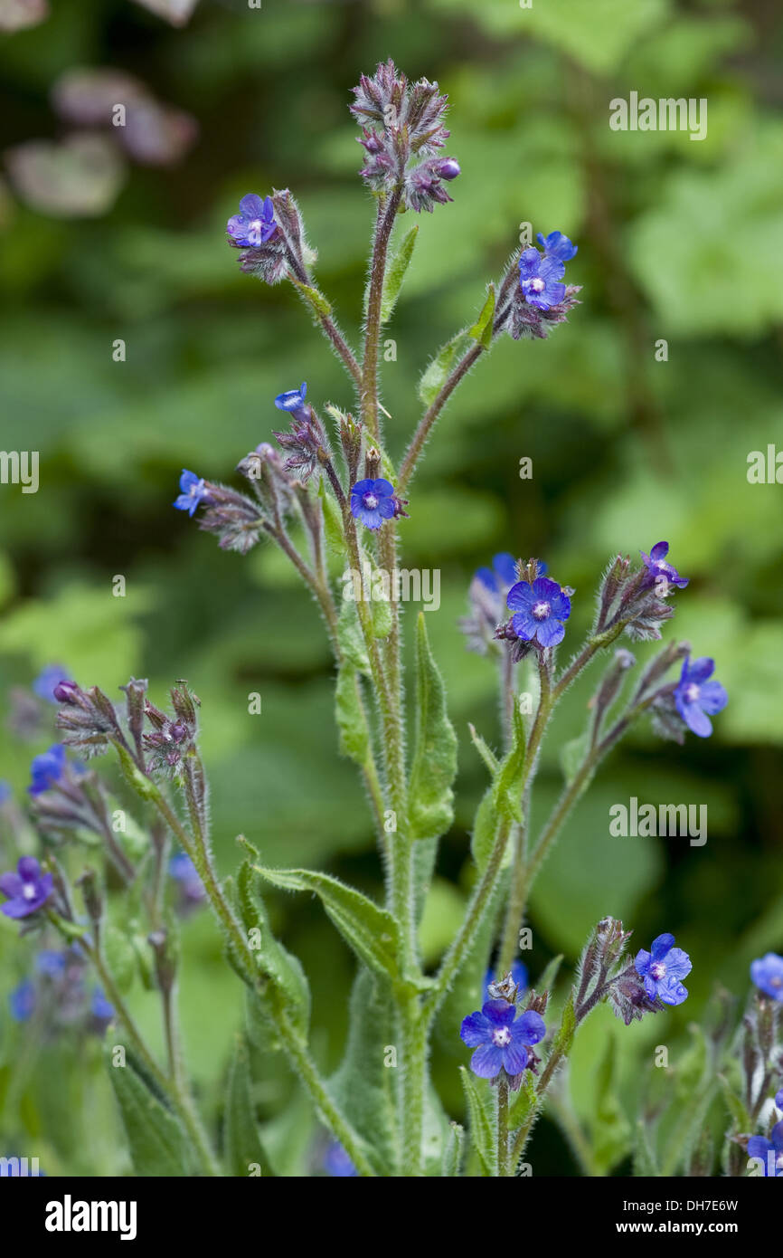 Vipérine commune italienne, Anchusa azurea Banque D'Images