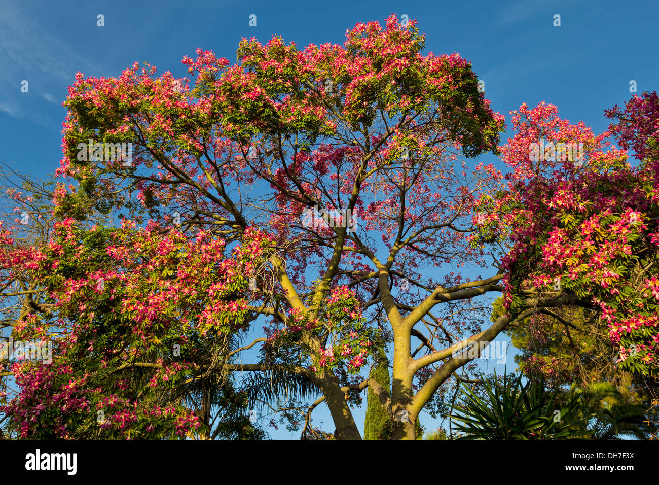 Arbre de soie à Marbella espagne Ceiba speciosa avec des fleurs roses Banque D'Images