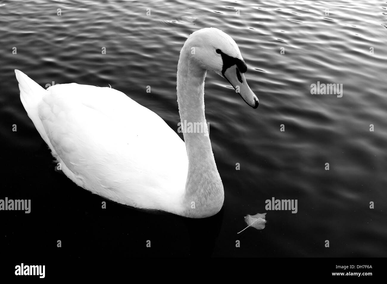 Swan et feuille d'automne sur l'étang en noir et blanc Banque D'Images