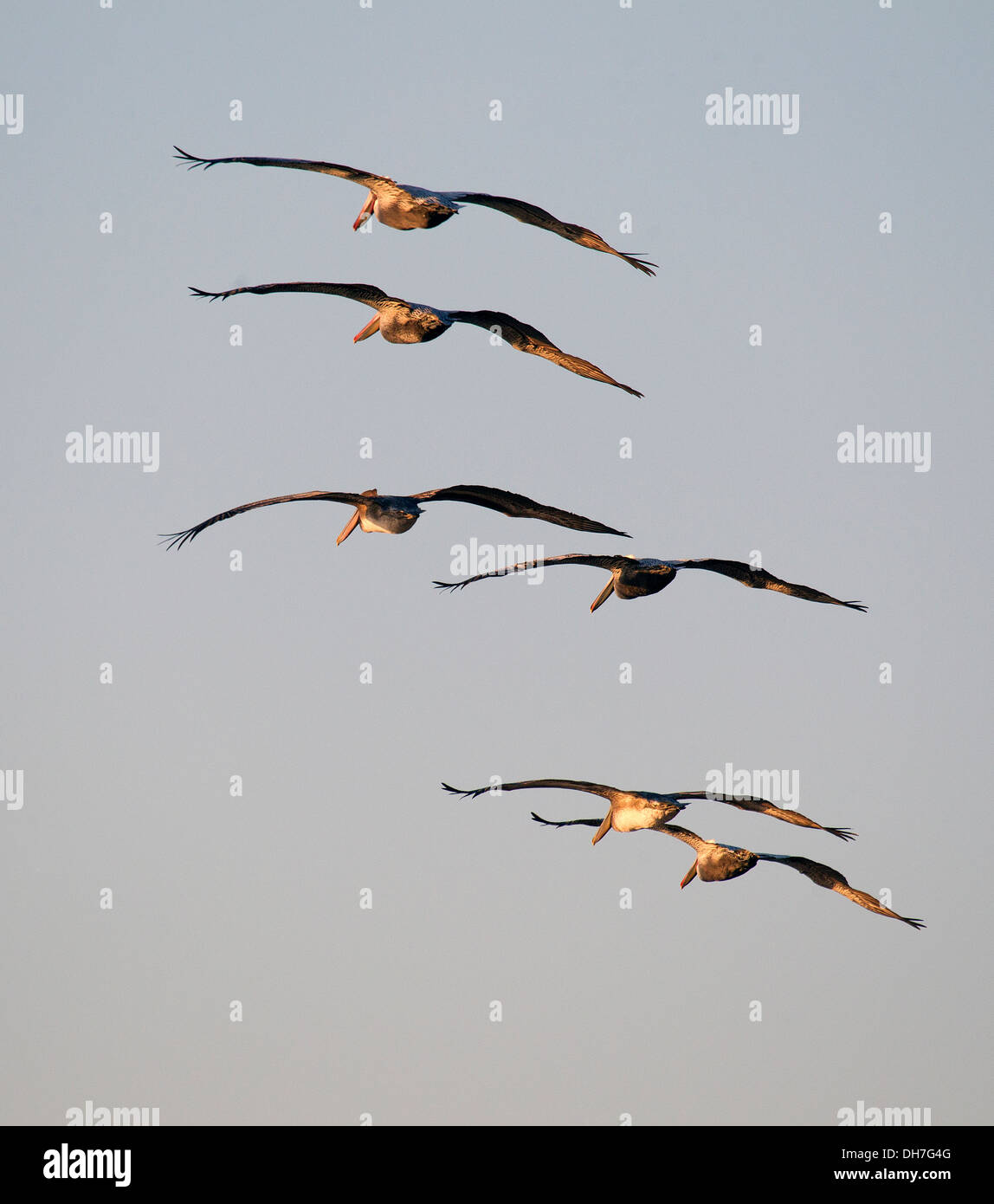 6 Le Pélican brun en vol Banque D'Images