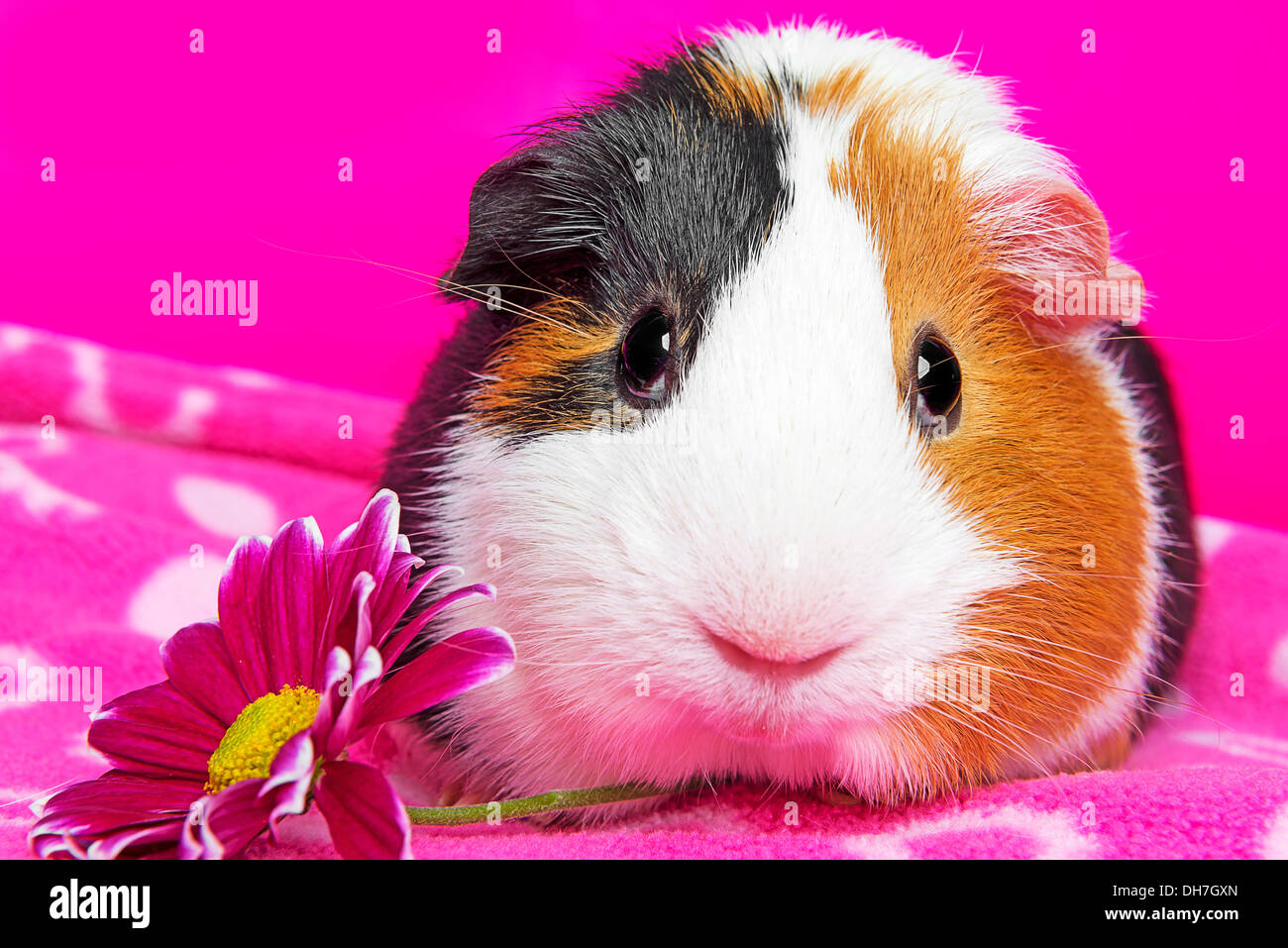 Cochon D'inde Mignon Banque d'image et photos - Alamy