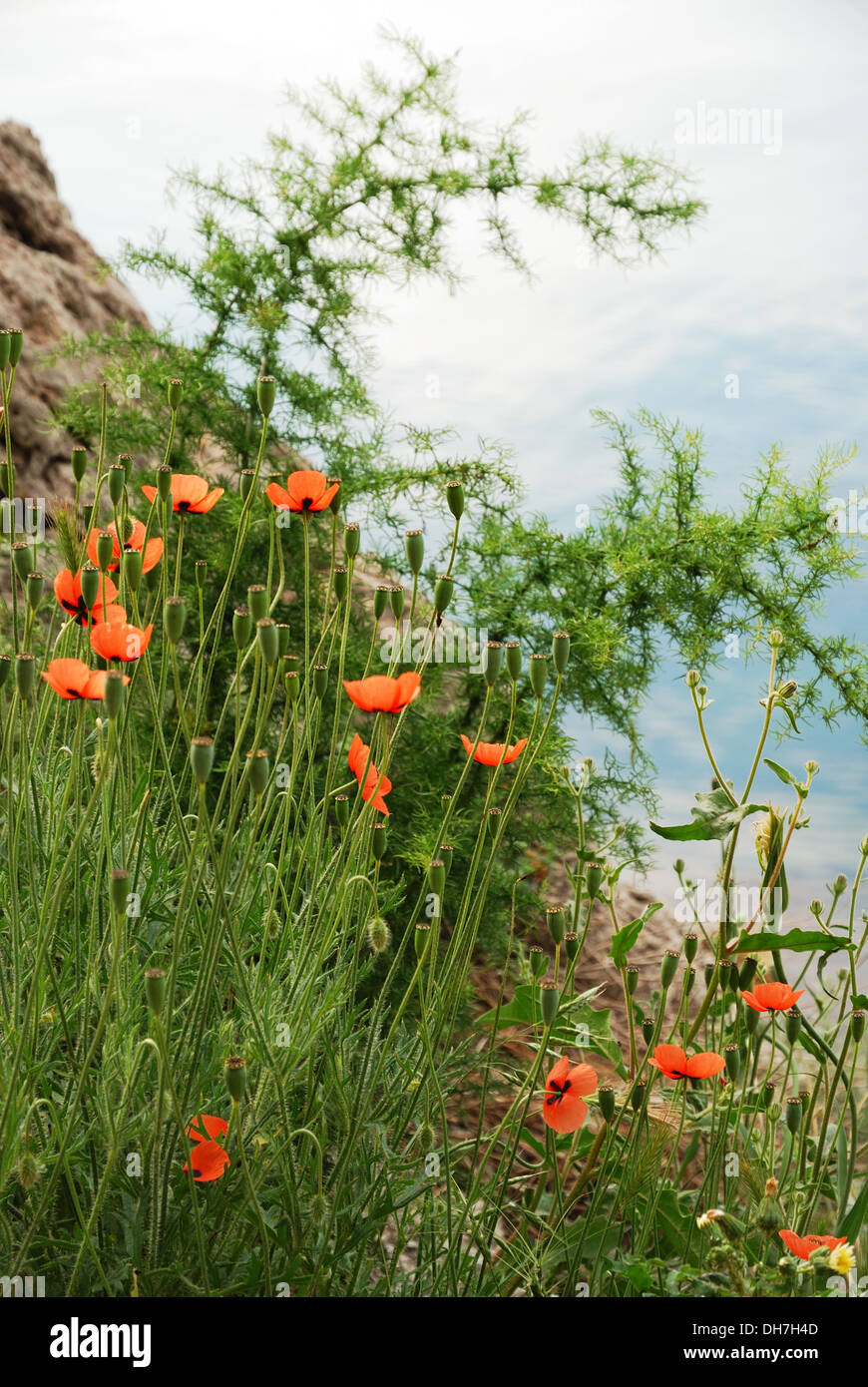 Floraison de coquelicots sur la pente de montagne Banque D'Images