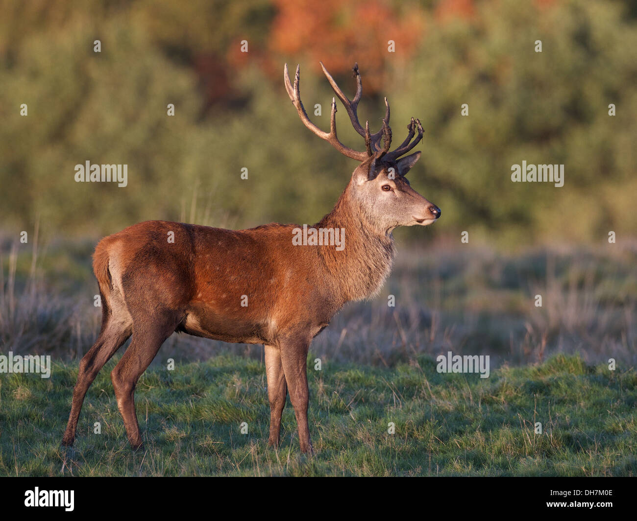 Red Deer Stag Banque D'Images