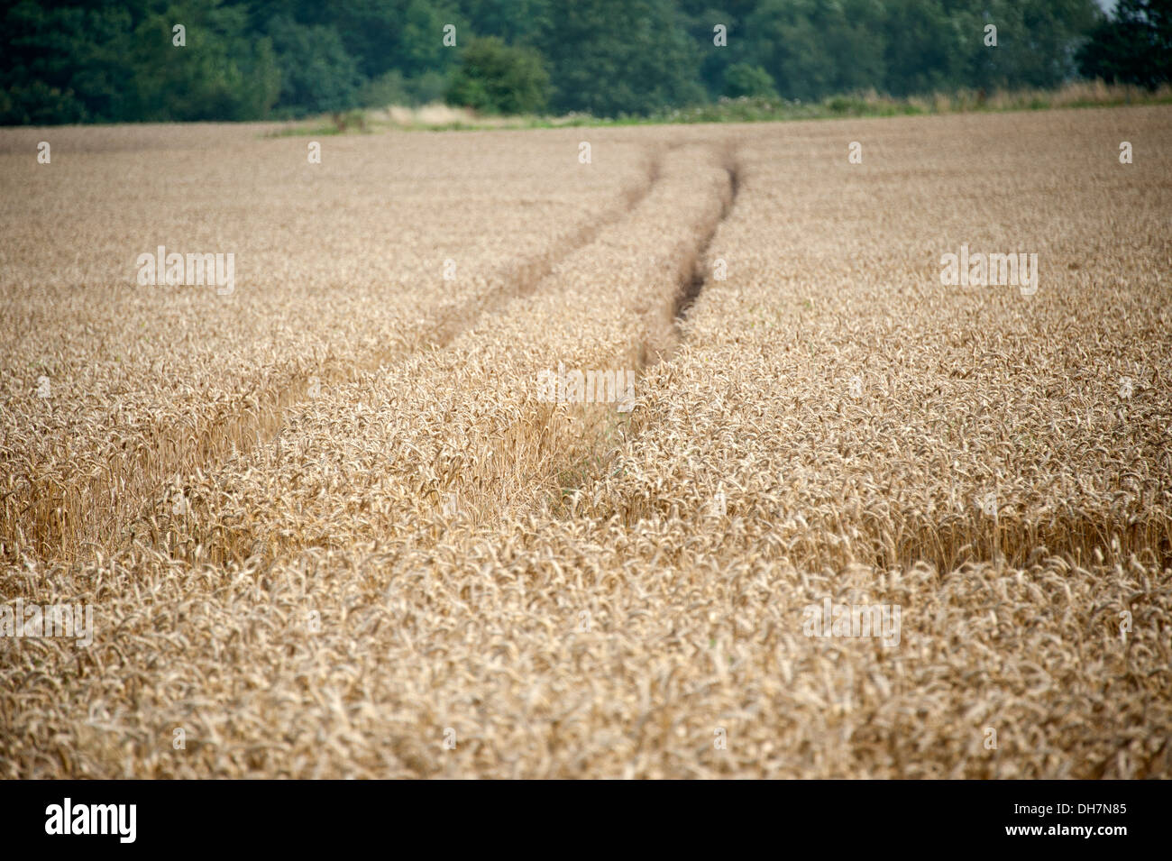Domaine du blé mûr prêtes pour la récolte des pistes piste Banque D'Images