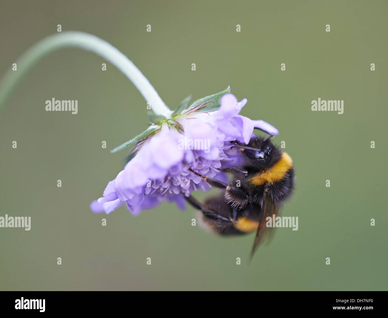 Buff-tailed bumblebee se nourrissant de plantes. Banque D'Images