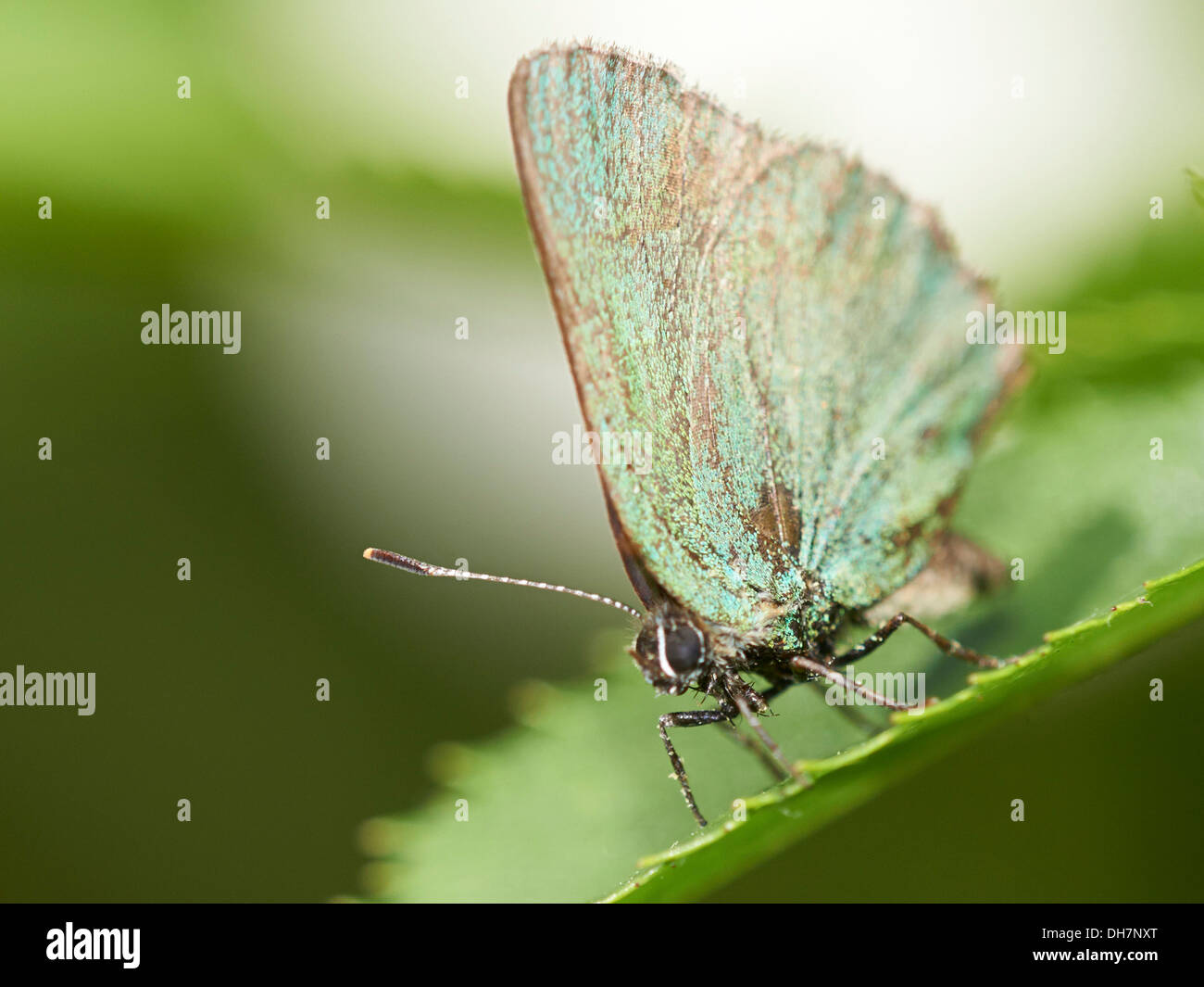 Papillon Porte-queue vert perché sur feuille. Banque D'Images