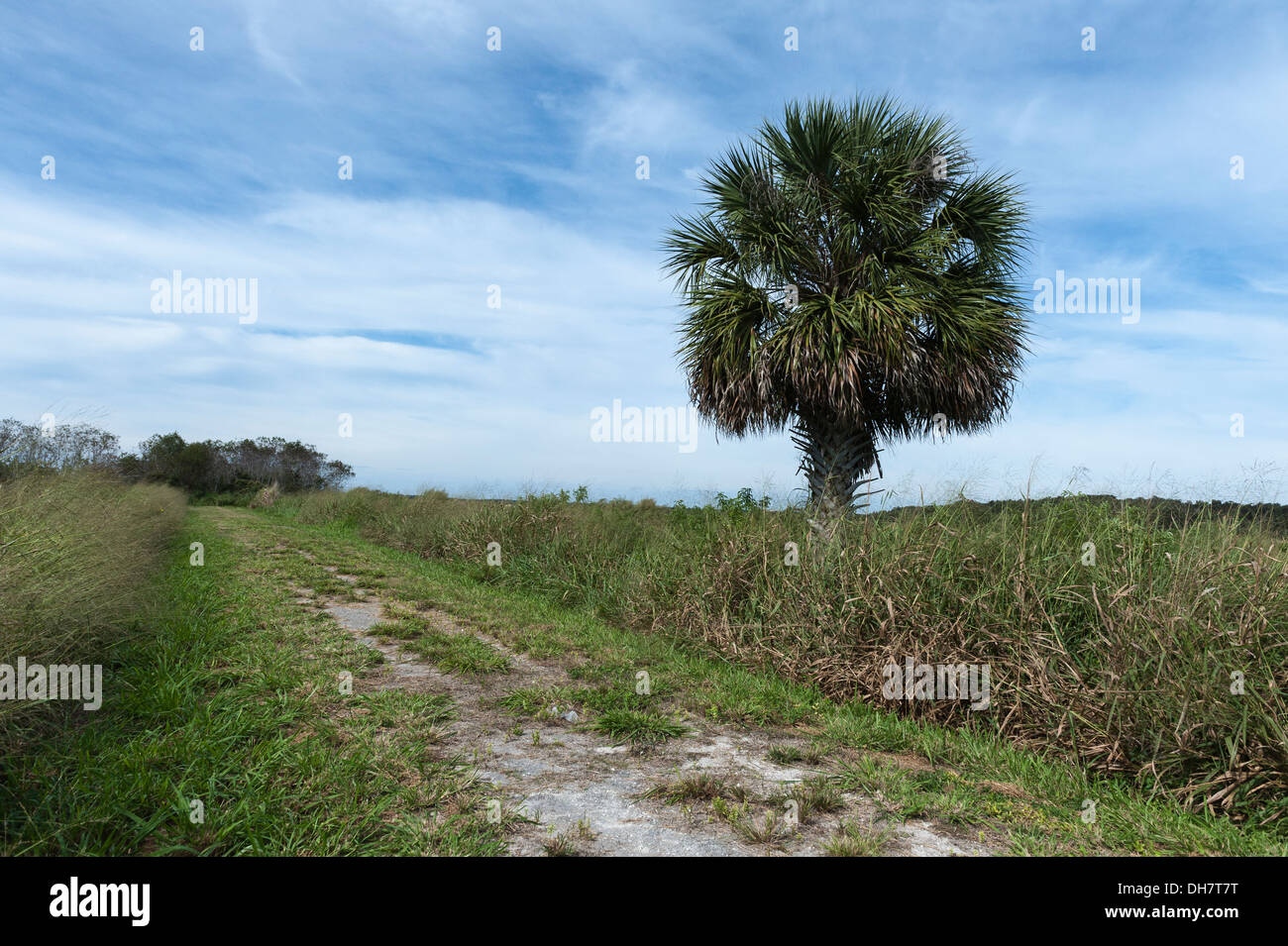 Un palmier dans les terres humides de Leesburg, en Floride Banque D'Images