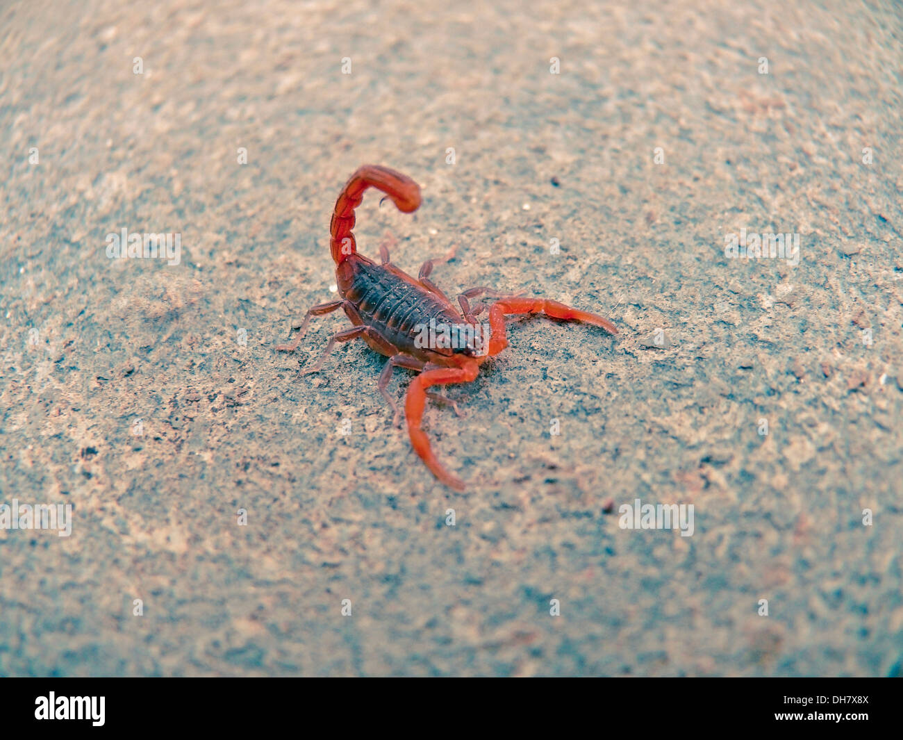 Death Stalker scorpion, Leiurus, Quinquestraitus Kokan, Ratnagiri, Maharashtra, Inde Banque D'Images