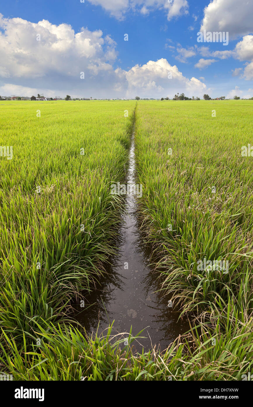 Canal d'irrigation des rizières, la Malaisie Banque D'Images