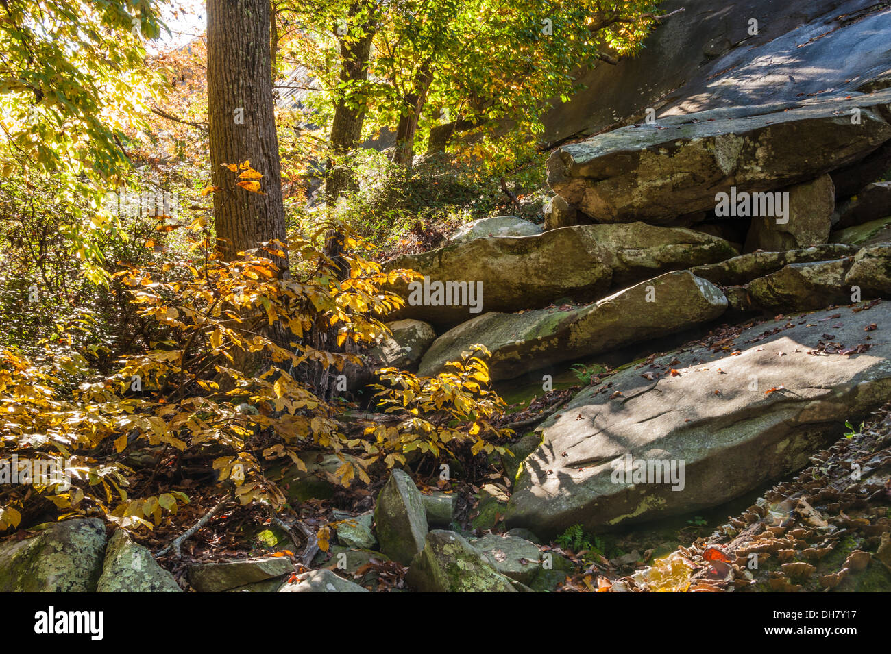 La lumière du soleil du matin brille à travers les arbres d'automne sur les rochers à la base de Stone Mountain près d'Atlanta, en Géorgie. (ÉTATS-UNIS) Banque D'Images