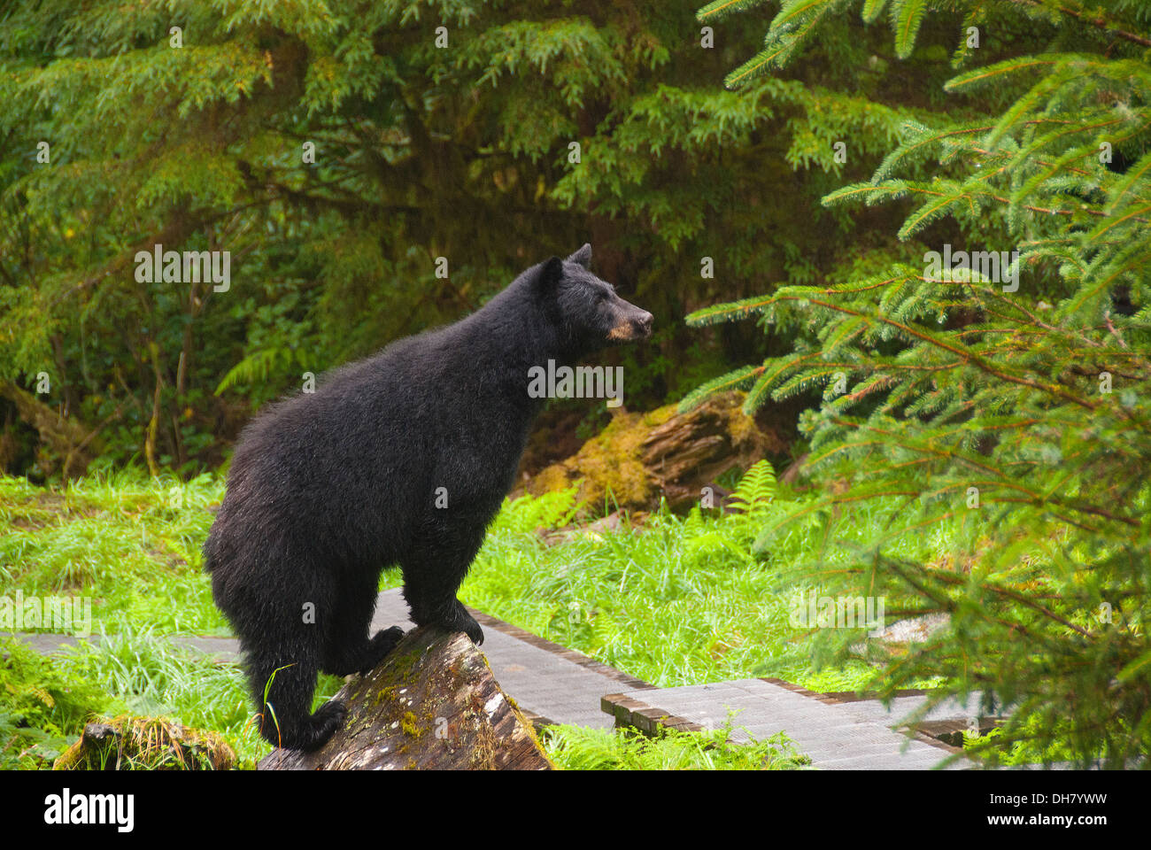 L'ours noir sur le sentier à l'Observatoire de la faune d'anan, Alaska Banque D'Images