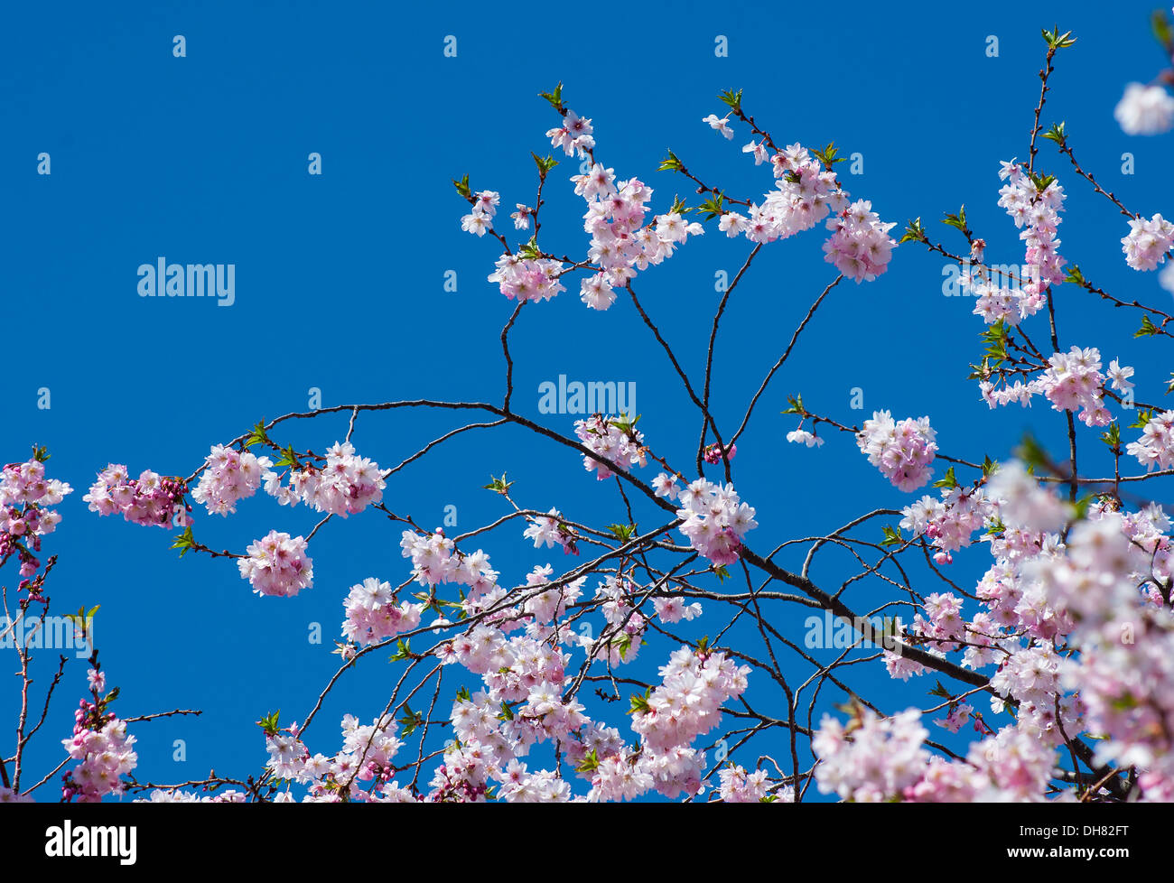 Ciel plein de fleurs de cerisier sur arbre de printemps Banque D'Images