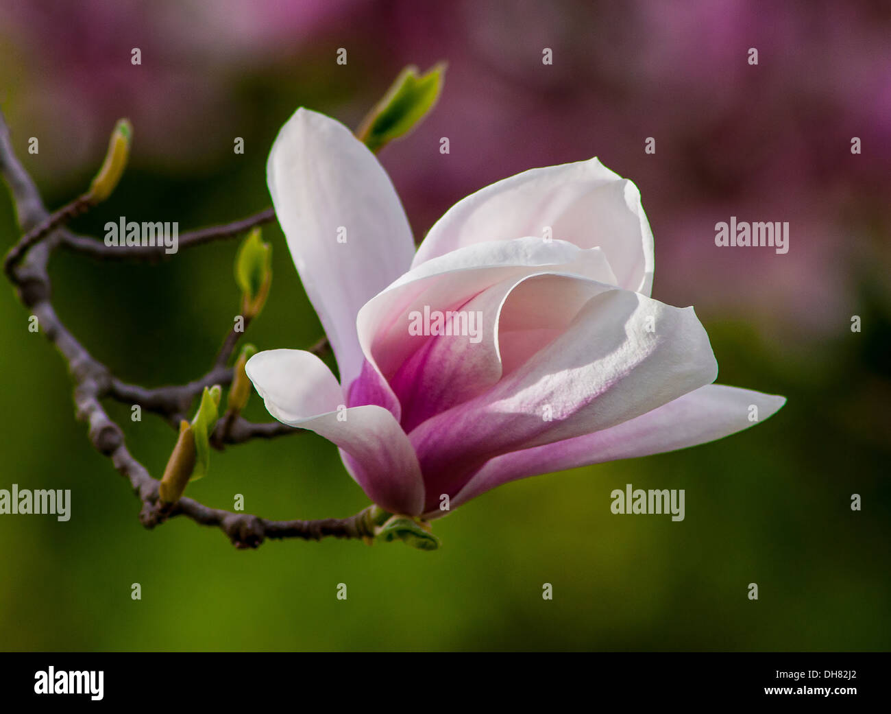 Magnolia fleurs dans le jardin de printemps Banque D'Images