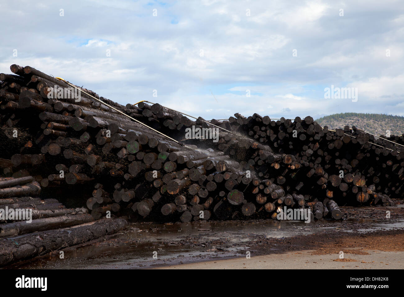 Log pile en scierie dans le Nord de la Californie, 2013. Banque D'Images