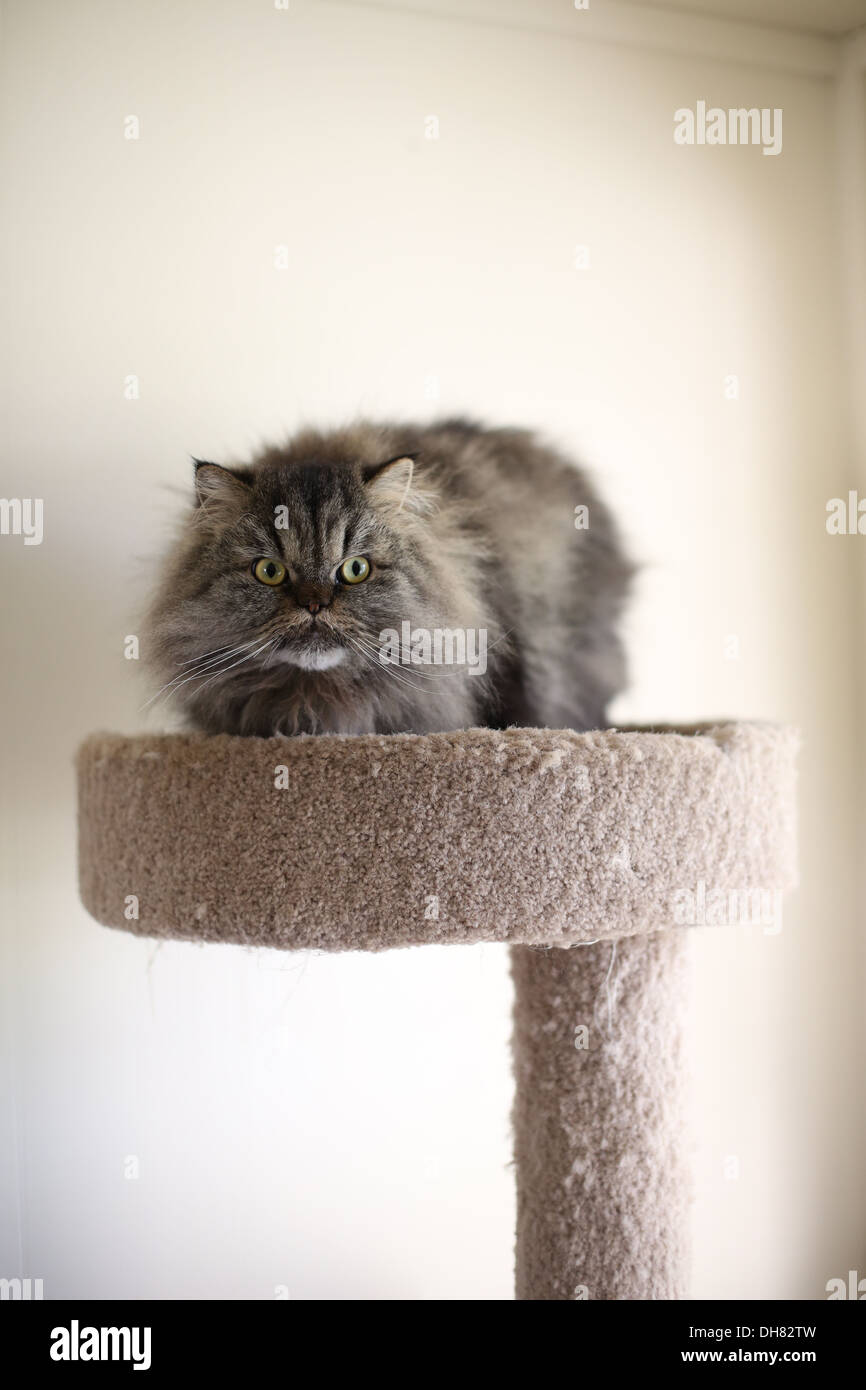 Un chat persan à la colère. Banque D'Images