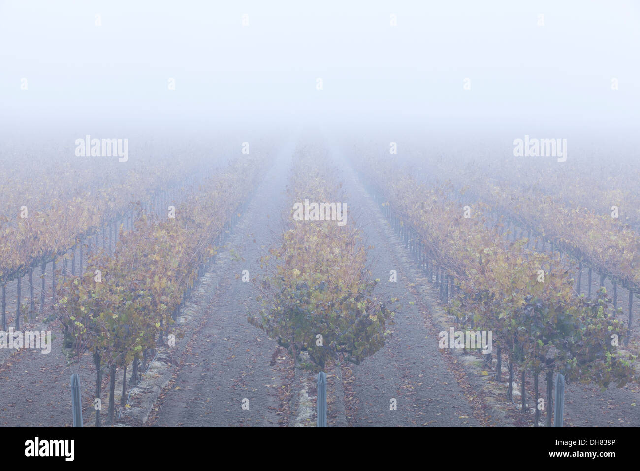 Vignoble brumeux - California USA Banque D'Images