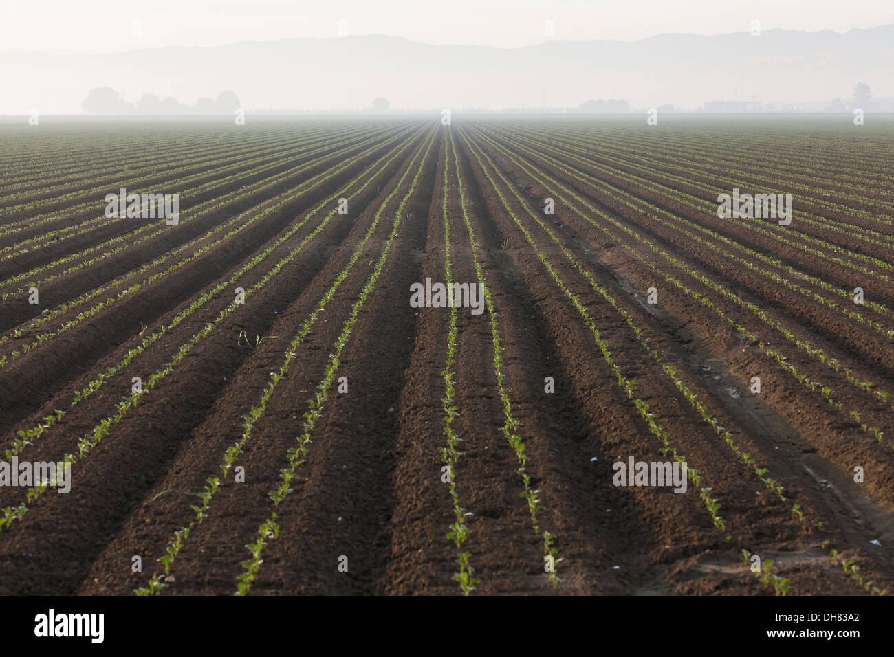 Domaine de la ferme de légumes cousues récemment - le Centre de la Californie, USA Banque D'Images