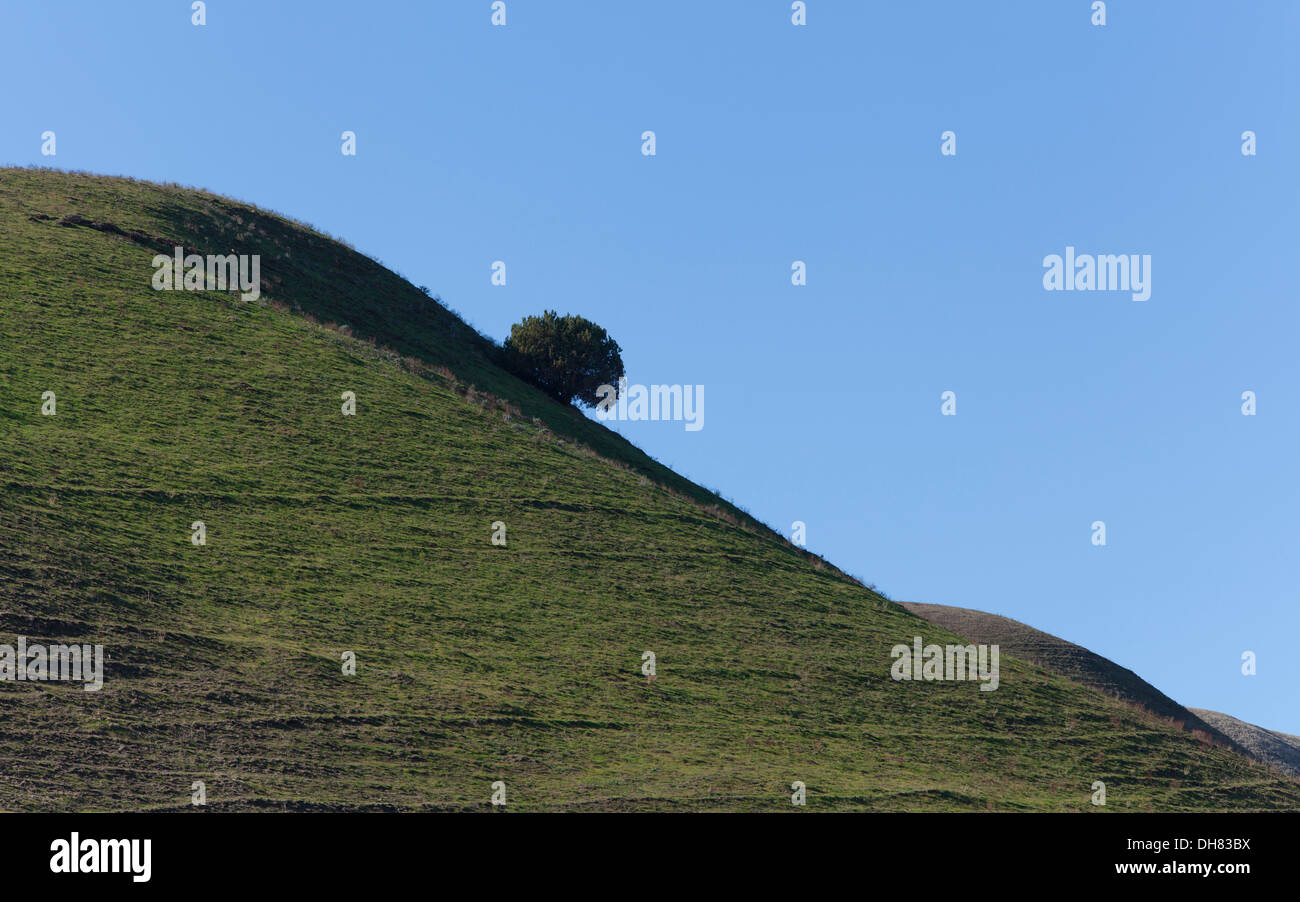Un arbre isolé sur une colline raide pente Banque D'Images